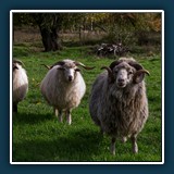 Der Chef und sein Harem