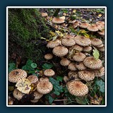 Hier ist idealer Boden