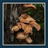 Mein Freund der Baum