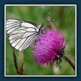 Distel mit Schmetterling