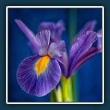 Iris 1