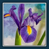 Iris 2