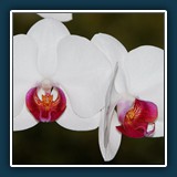 Phalaenopsis 2