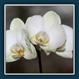 Phalaenopsis 3