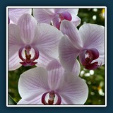 Phalaenopsis 4