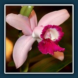 Südtirol Orchidee 3