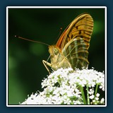 Wiesenblume mit Shmetterling