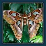 Ernst Weiss - Atlasspinner