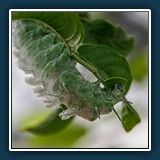 Ernst Weiss - Atlasspinner Raupe