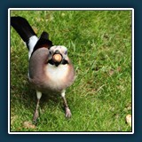 Ernst Weiss - Eichelhäher 1