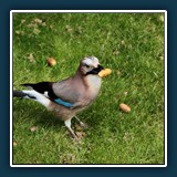 Ernst Weiss - Eichelhäher 2