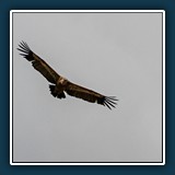 Ernst Weiss - Gänsegeier