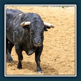 Ernst Weiss - Kapfstier 1