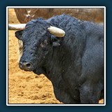 Ernst Weiss - Kapfstier 2