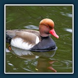 Ernst Weiss - Kolbenente