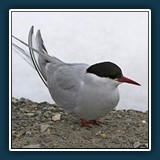 Ernst Weiss - Küstenschwalbe