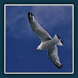 Ernst Weiss - Lachmöwe Westmaennerinsel