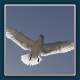 Ernst Weiss - Lachmöwe Westmaennerinsel 2