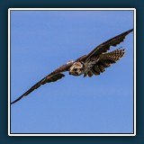 Ernst Weiss - Mäusebussard