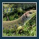 Ernst Weiss - Perleidechse 2