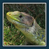 Ernst Weiss - Perleidechse 3