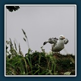 Ernst Weiss - Sturmmöwe