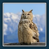 Ernst Weiss - Waldohreule