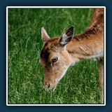 Ernst Weiss - weibliches Damwild