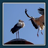 Storch im Landeanflug