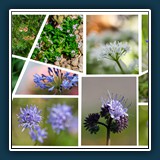 Dieter Schuhmann - Wilde Vielfalt