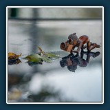 Margit Klaus - Pfütze