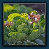 Margit Klaus - Paparazzi