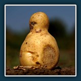 verwenden / Emil Kepert