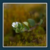 Margit Klaus - Natur