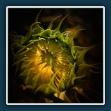 Margit Klaus - Natur