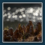 Margit Klaus - Natur