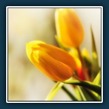 Margit Klaus - Natur