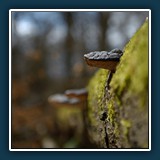 Margit Klaus - Natur