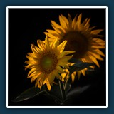 Margit Klaus - Natur