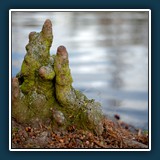 Margit Klaus - Natur