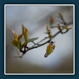 Margit Klaus - Natur