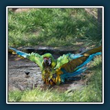 Margit Klaus - Tiere