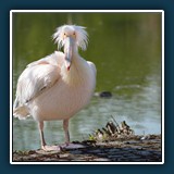 Margit Klaus - Tiere