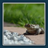 Margit Klaus - Tiere