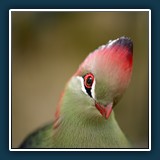 Margit Klaus - Tiere