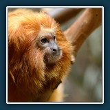 Margit Klaus - Tiere