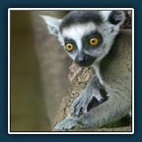 Margit Klaus - Tiere