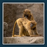 Margit Klaus - Tiere