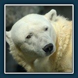 Margit Klaus - Tiere