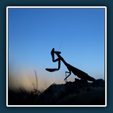 Margit Klaus - Tiere